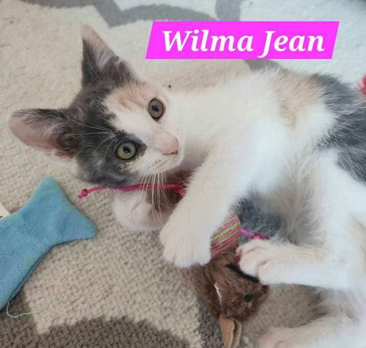 Photo of Wilma Jean