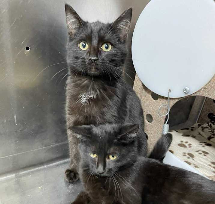 Photo of Comet and Rudolph