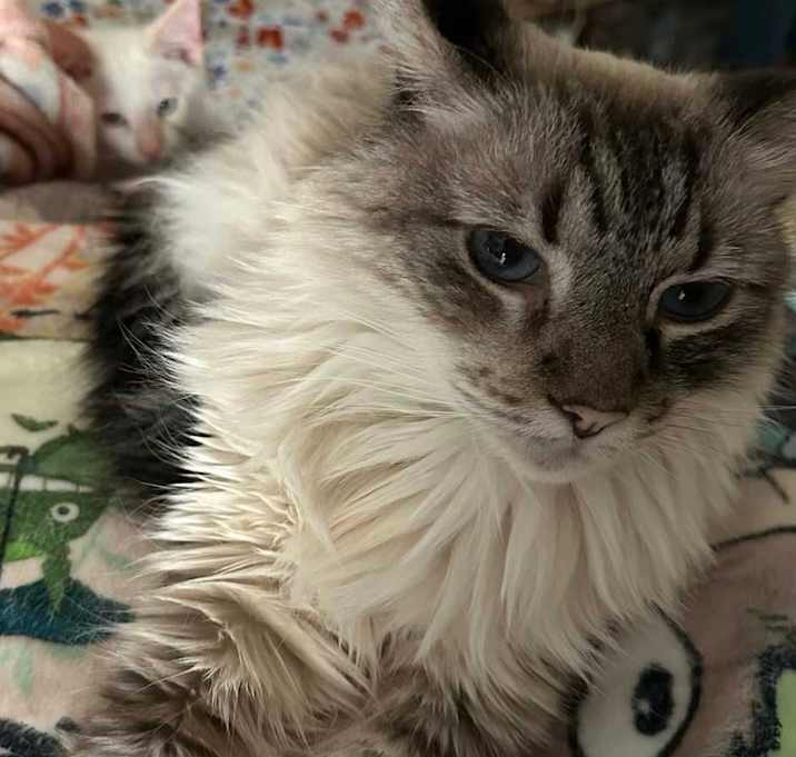 Photo of Mr. Jangles