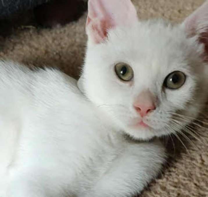 Photo of Parcel Kershaw - adopt with Du