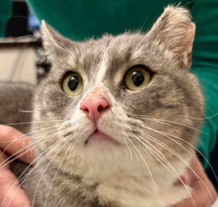 Photo of Lemur Kershaw (FIV+)