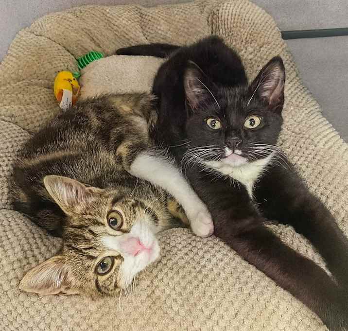 Photo of Puffer and Mako