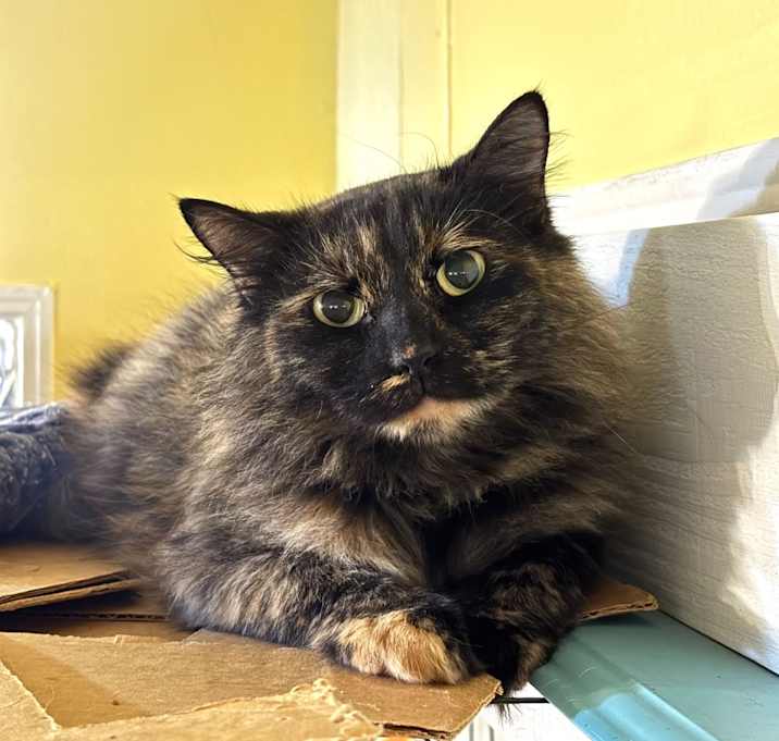 Photo of Candlelight