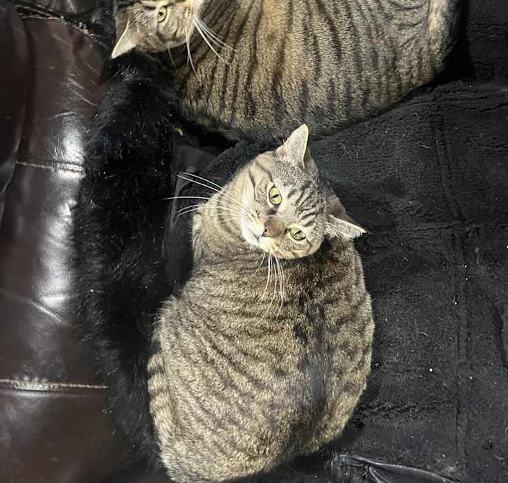 Photo of Butternoodles and Cleo