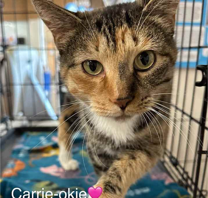 Photo of Carrie-okie