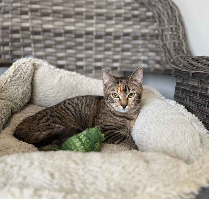 Photo of Debbie Harry