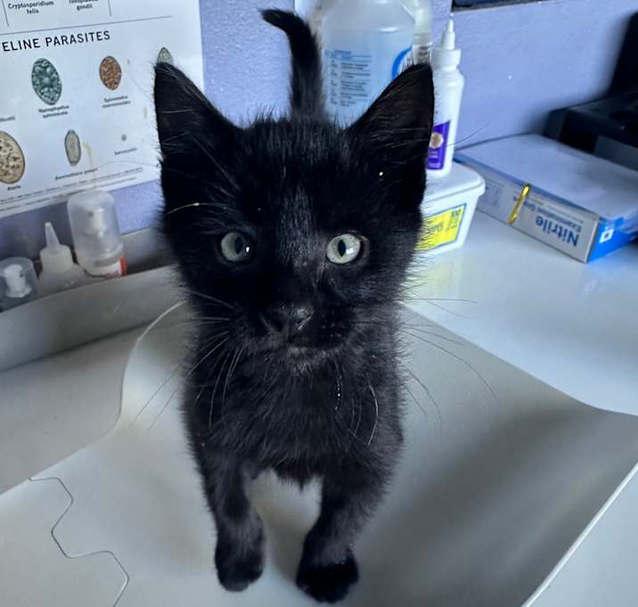 Photo of SIR MEOWSALOT