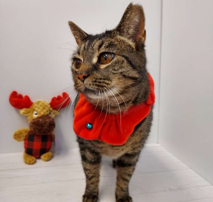 Photo of Apple Dumpling