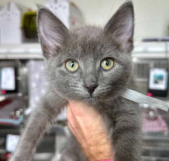 Photo of Displacer Beast