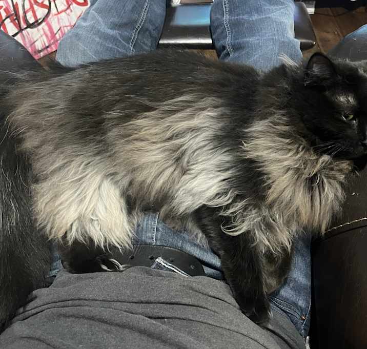 Photo of Big Tummy and Vixen