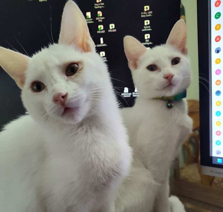 Photo of Phantom & Casper