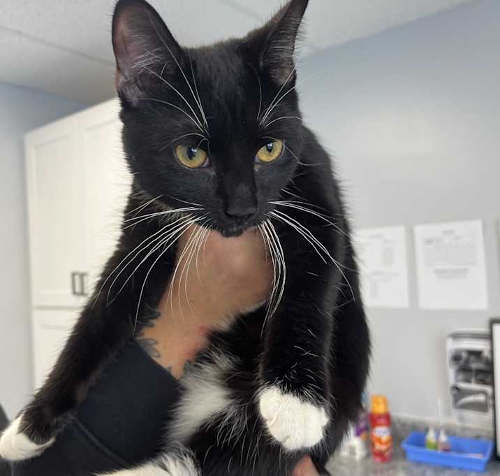 Photo of Skellington 