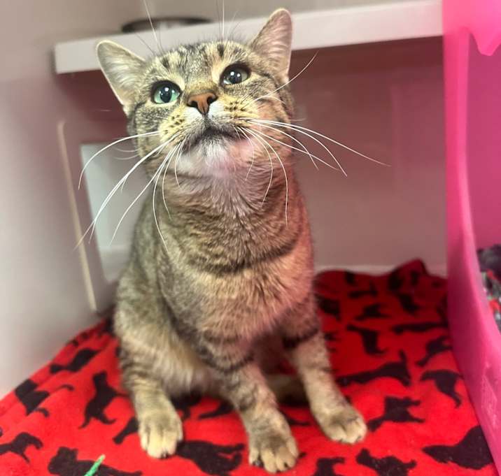 Photo of Julie De Longpre