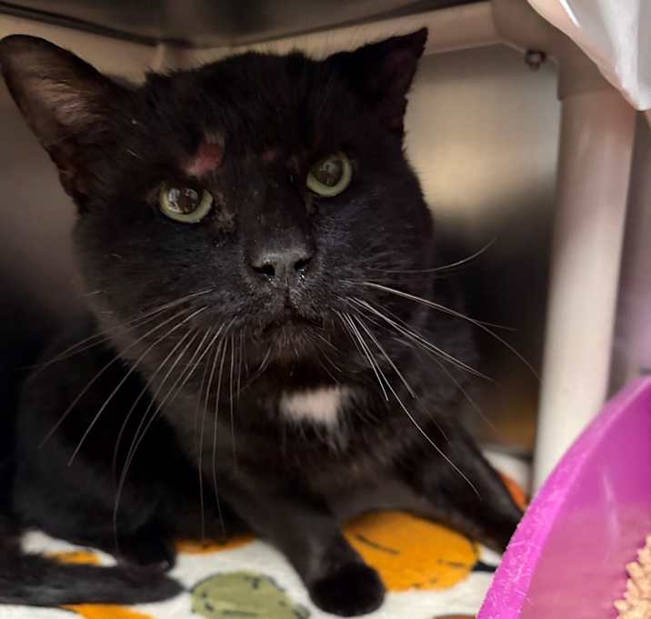 Photo of Jojo (Frank Sinatra)