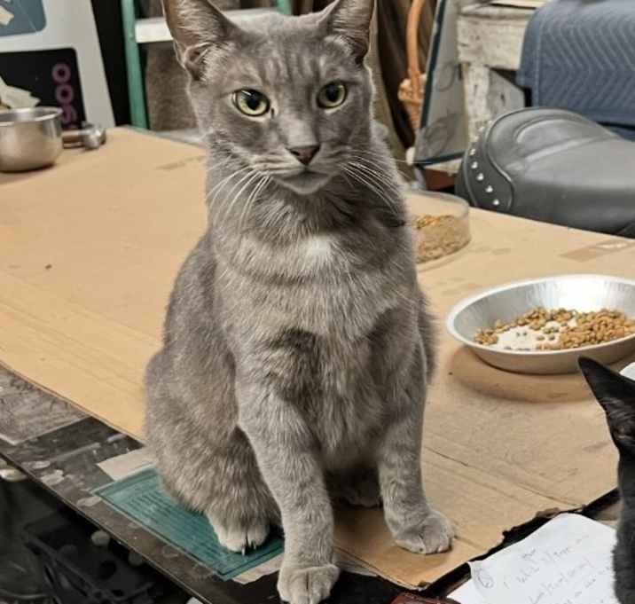 Photo of Grady # 101