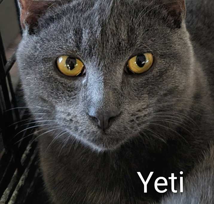 Photo of Yeti