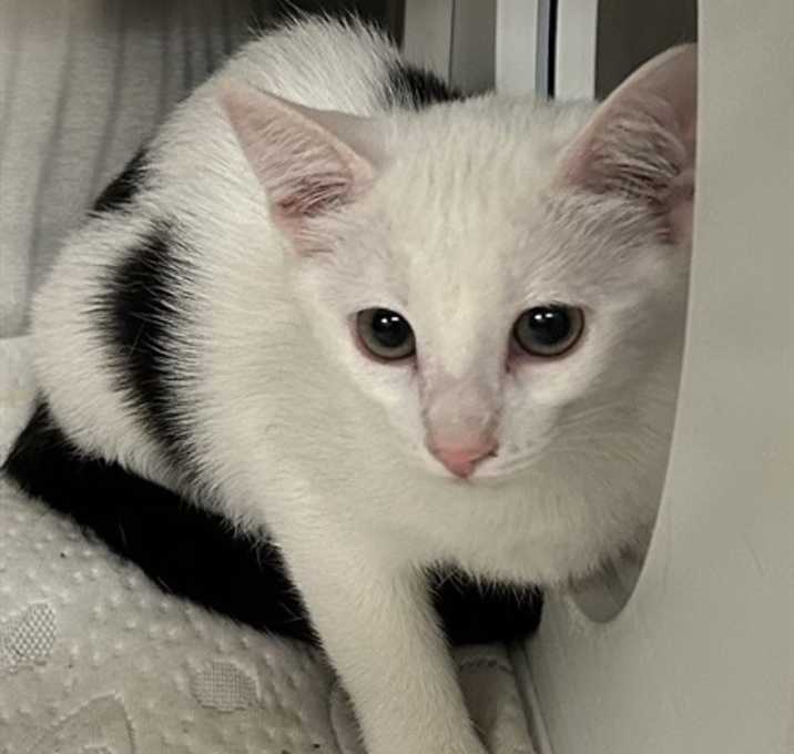 Photo of GINGERBREAD