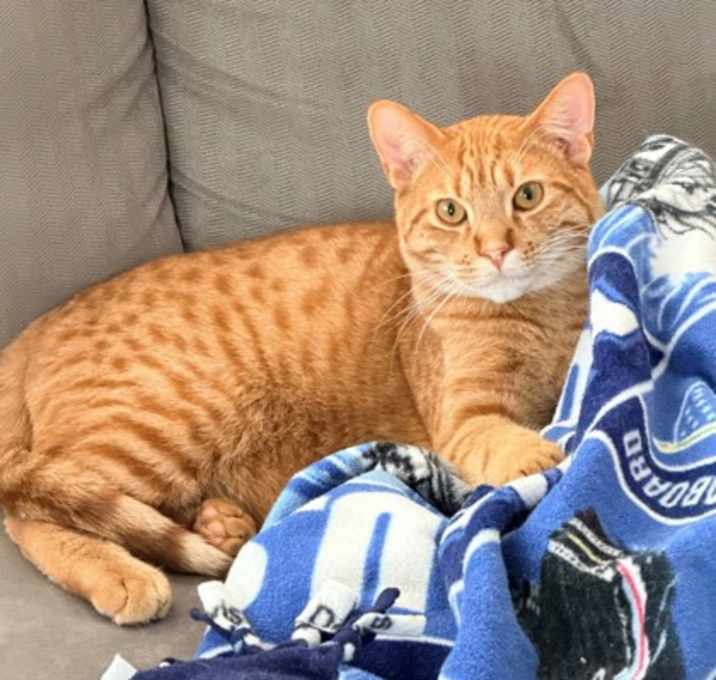 Photo of Watergate (Bashful Buddy)