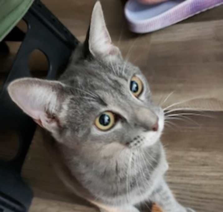 Photo of Sweetie - In Foster