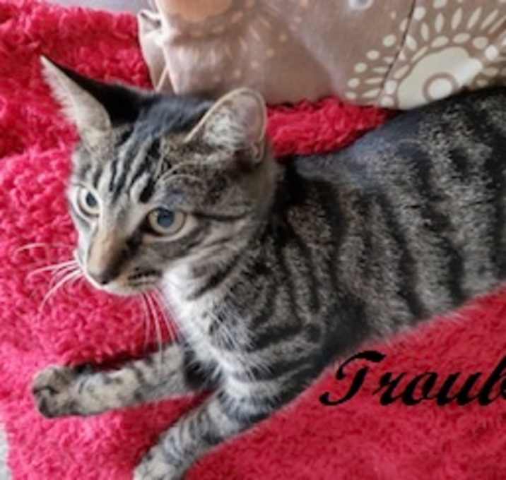 Photo of Trouble - In Foster