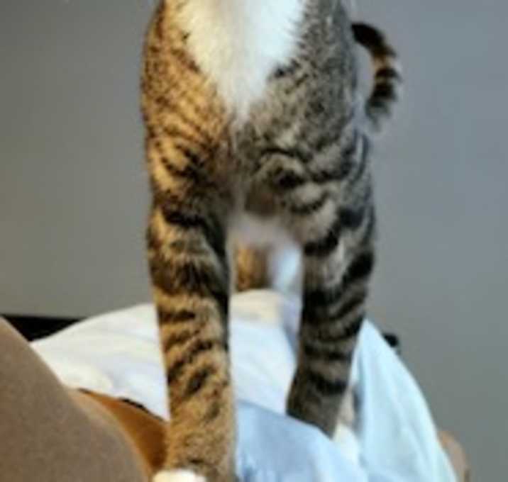 Photo of Little Man - In Foster