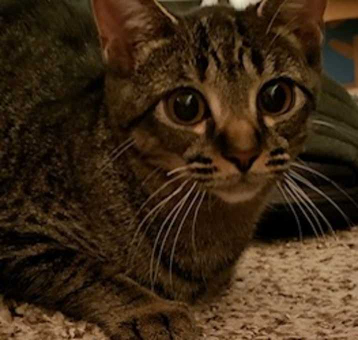 Photo of Sprite - In Foster