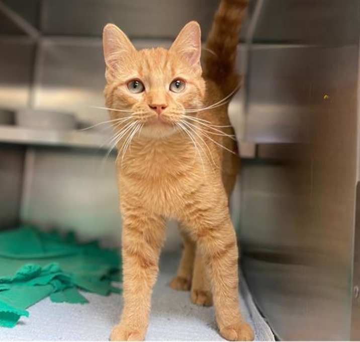 Photo of KRIS KRINGLE