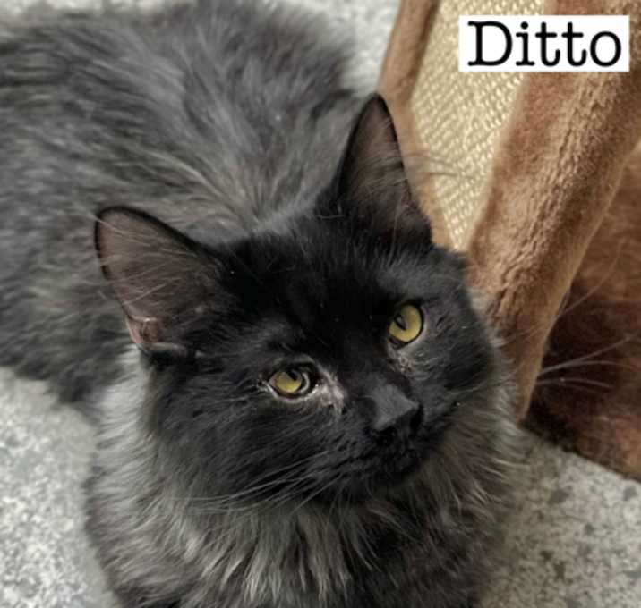 Photo of Ditto