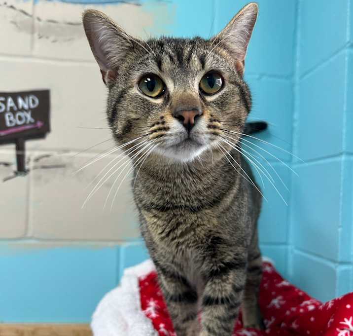 Photo of Starlight 27060