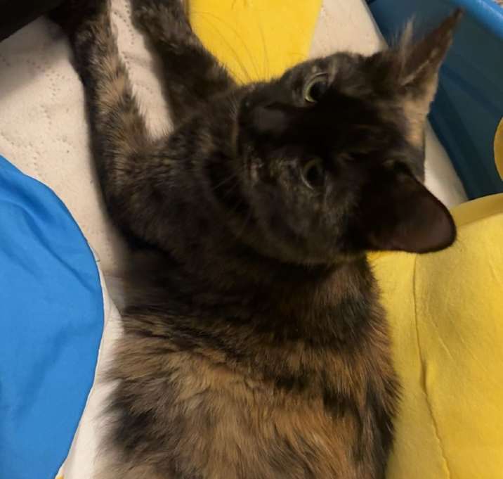 Photo of Joyce Byers