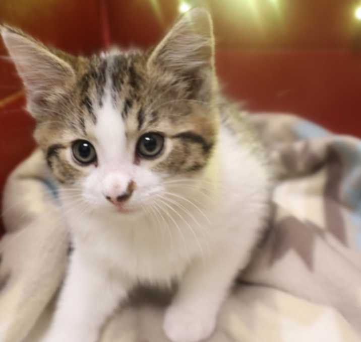 Photo of Wrapping Paper