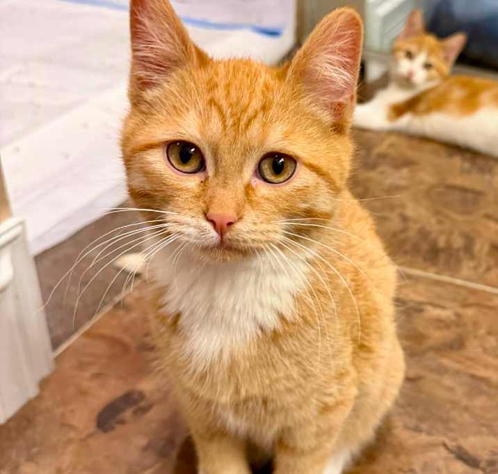 Photo of Tarot - CCCR-Stray-3790_2