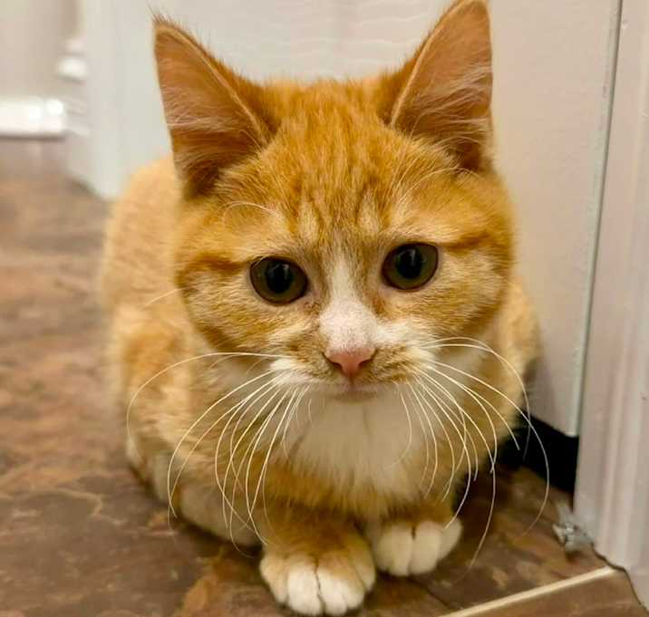 Photo of Thirteen - CCCR-Stray-3790_2_3