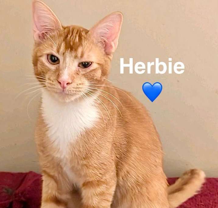 Photo of Herbie (adopt with Hobbes)