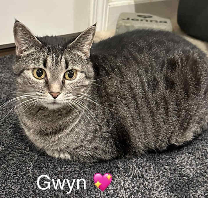 Photo of Gwyn