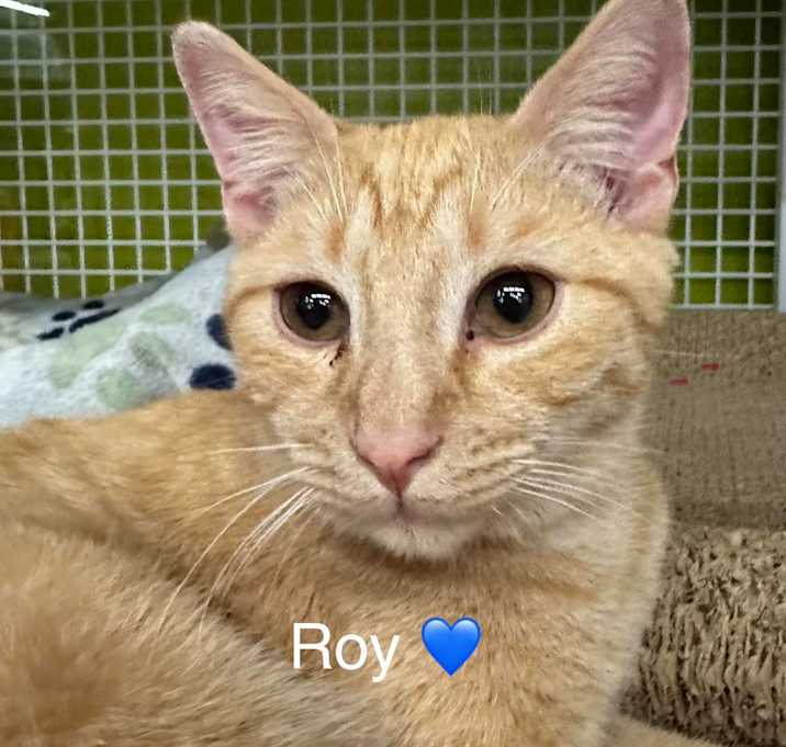 Photo of Roy