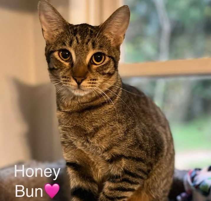 Photo of Honey Bun