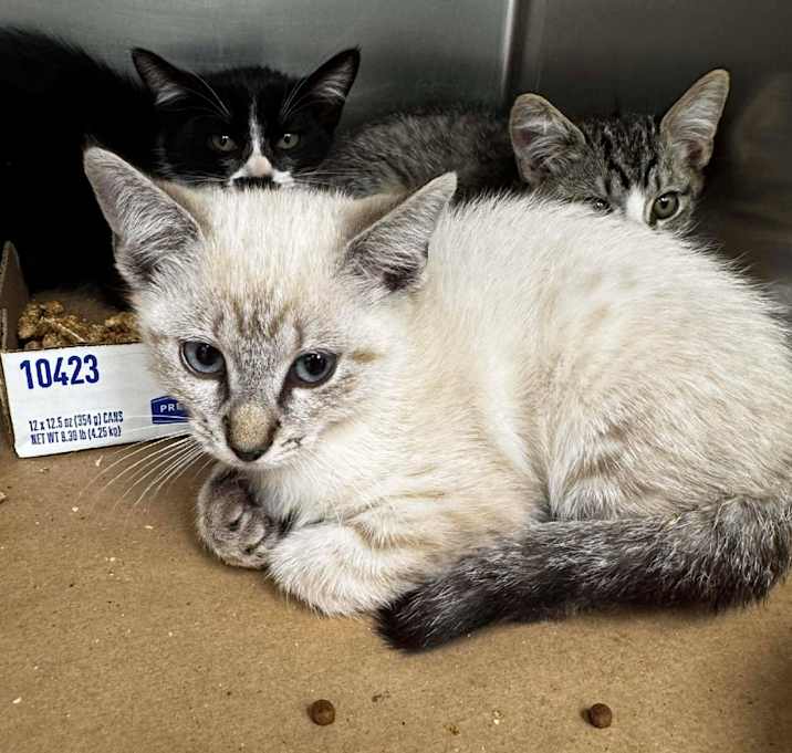 Photo of Glitter 25-11-046