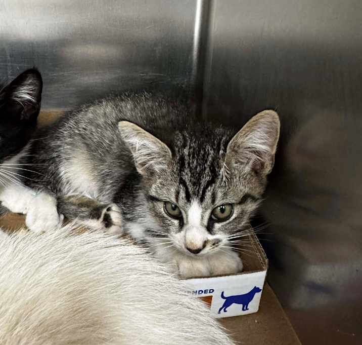 Photo of Sparkle 25-11-046