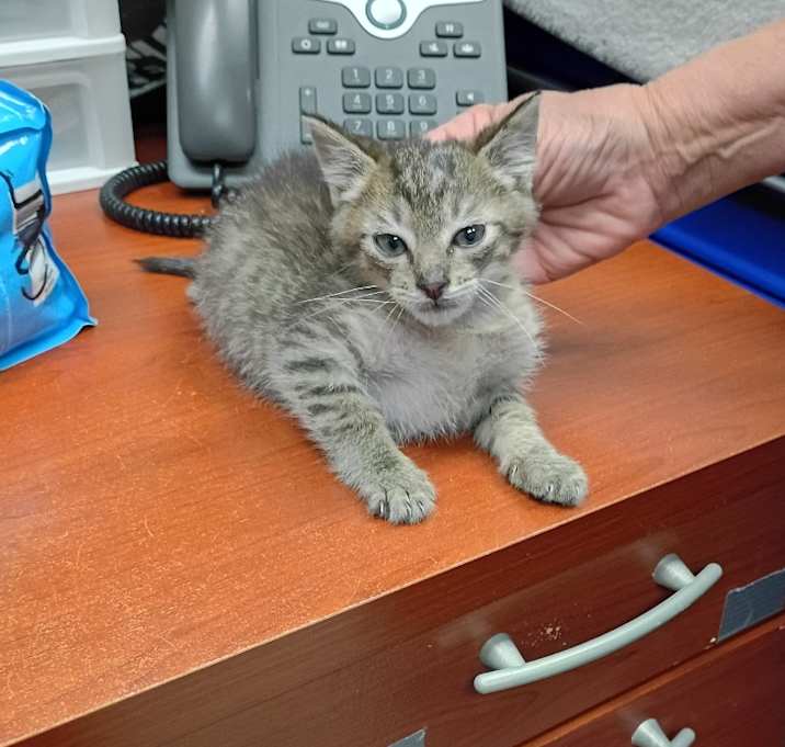 Photo of Puddin (Turkey)