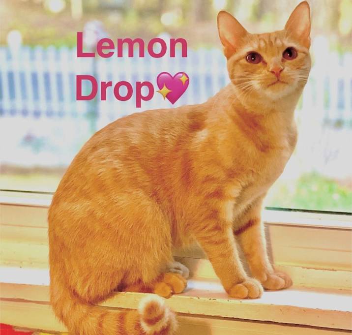 Photo of Lemon Drop