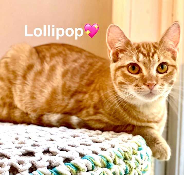 Photo of Lollipop
