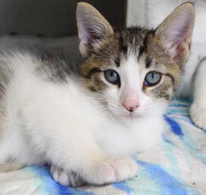 Photo of Pantalaimon