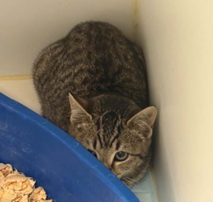 Photo of Turtle Dove