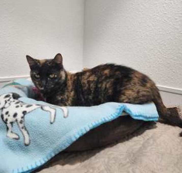 Photo of Puzzle Pinecone