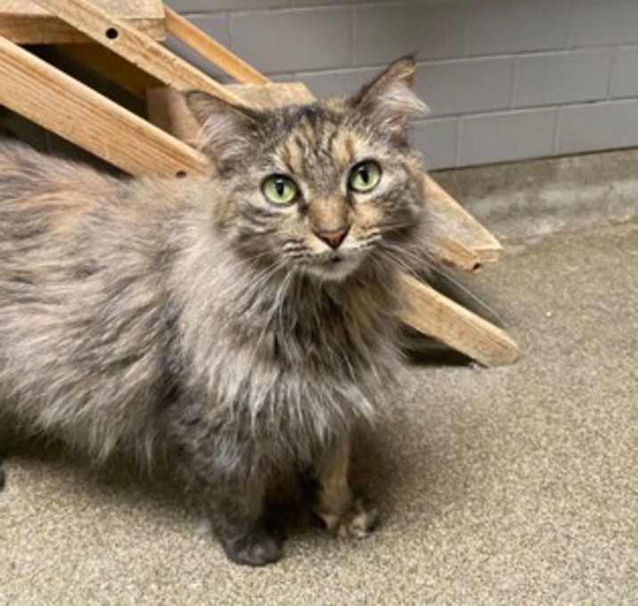 Photo of Prim (Cat Colony)