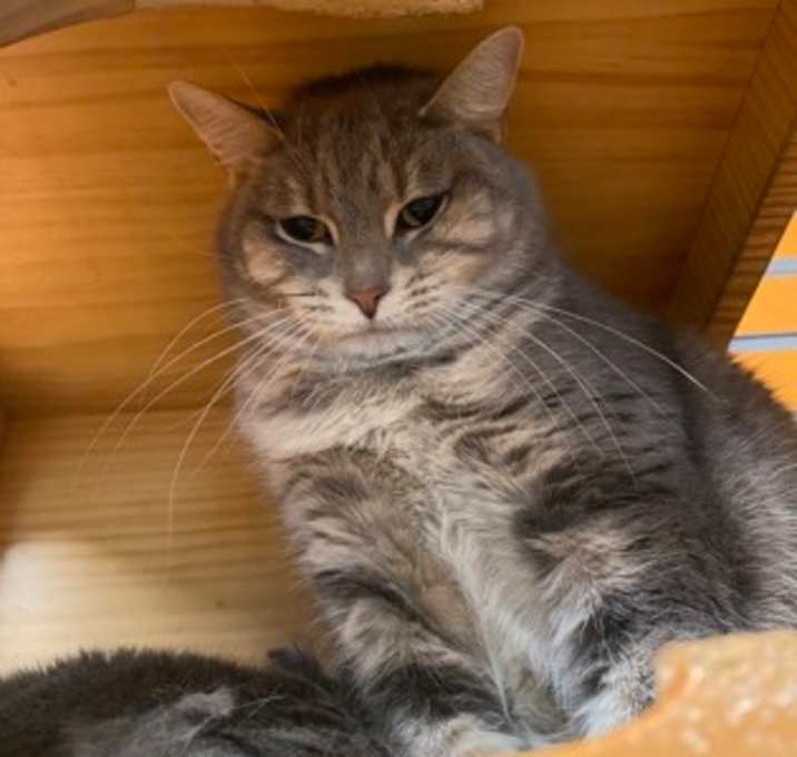 Photo of Cheddar (Colony 1)