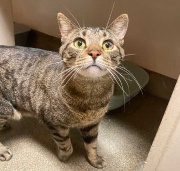 Photo of Simba (Colony 1)