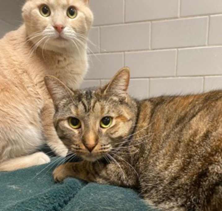 Photo of Goofy (Cat Colony 1)