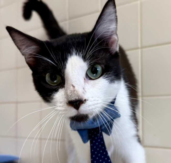 Photo of Pedro Pascal